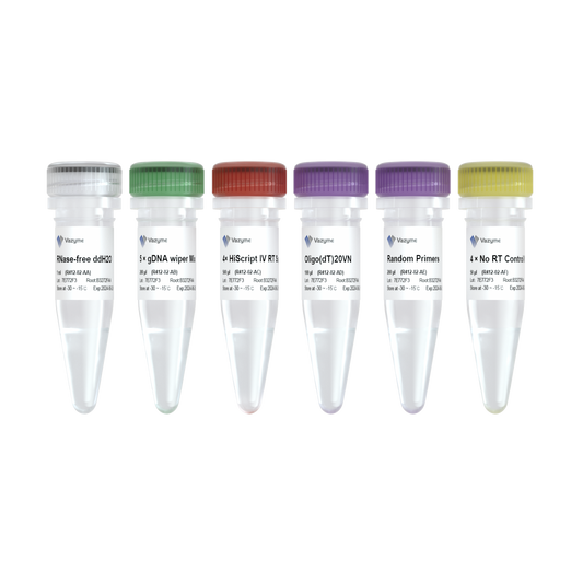 HiScript IV 1st Strand cDNA Synthesis Kit (+gDNA wiper)