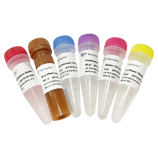 TUNEL BrightRed Apoptosis Detection Kit