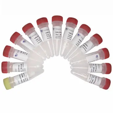 VAHTS Small RNA Index Primer Kit for Illumina